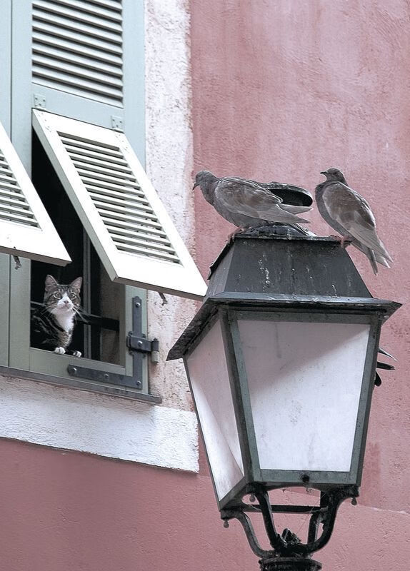 阵容调整带来的巨大变化:谁是赛季最大黑马?,阵容排行