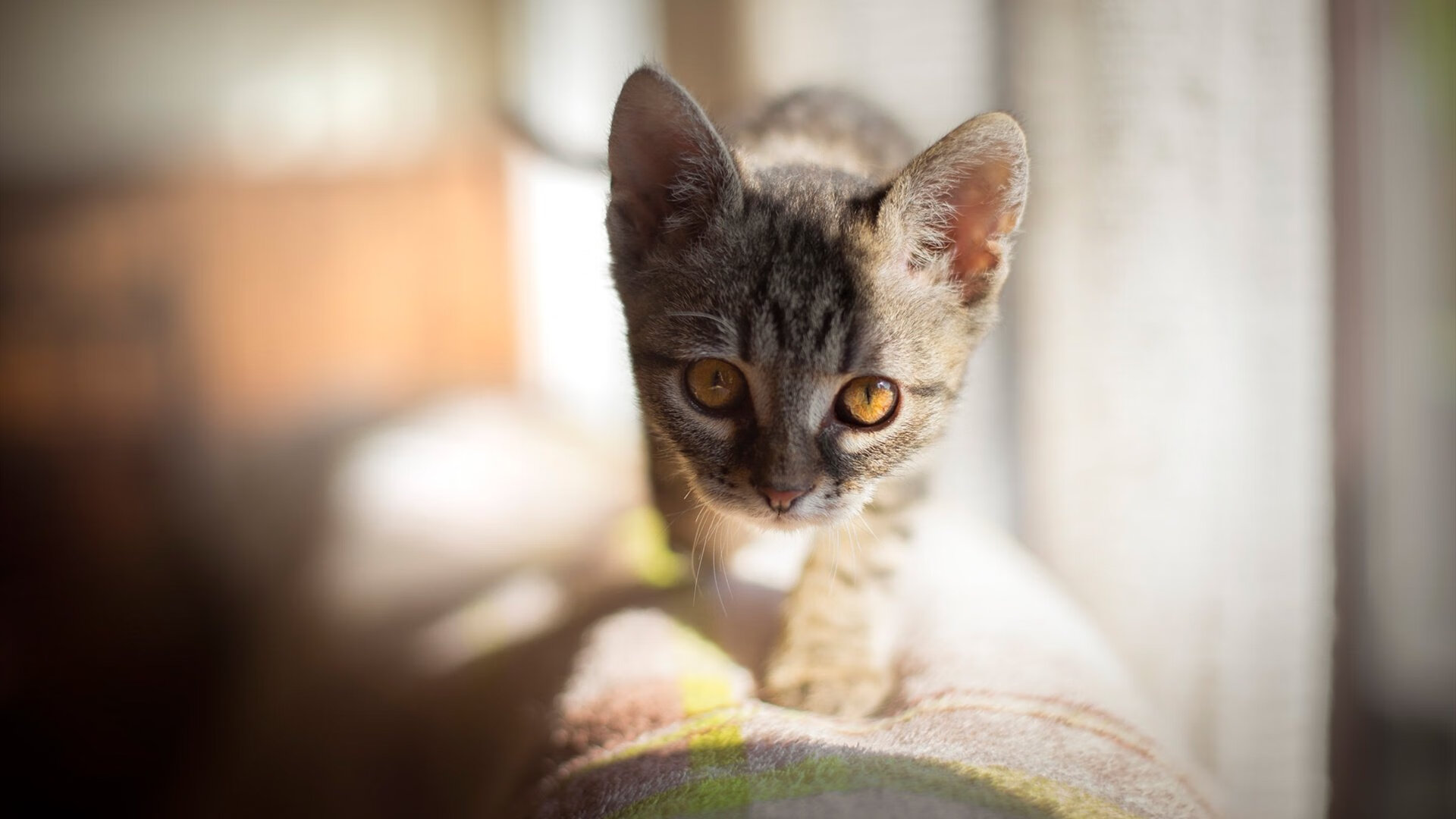 爱游戏下载-巴黎圣日耳曼队官方确认签约巴西后卫，补强防线，巴黎圣日耳曼主力后卫