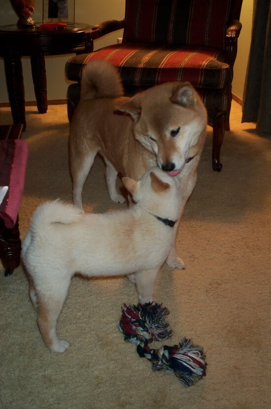 斯托克城主场大胜,士气高涨,球队再现昔日实力,斯托克城是英超的吗