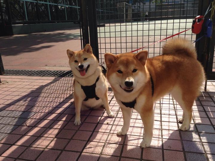 桑普多利亚战平获胜,积分稳步提升