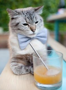 沃特·范阿特获得男子计时赛铜牌，范德沃特门将