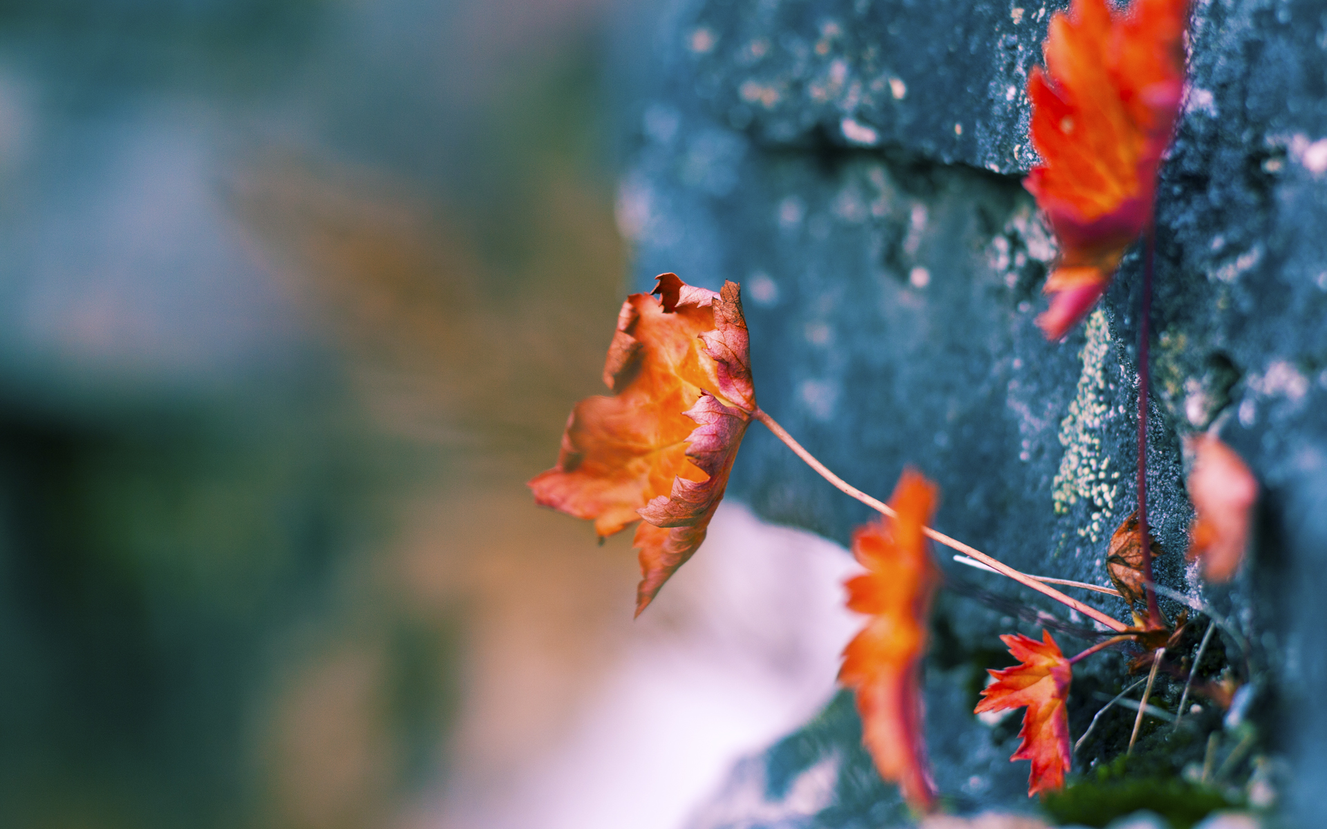 爱游戏-科隆球队迎战强敌，备战训练全力以赴迎接挑战，科隆竞技足球俱乐部