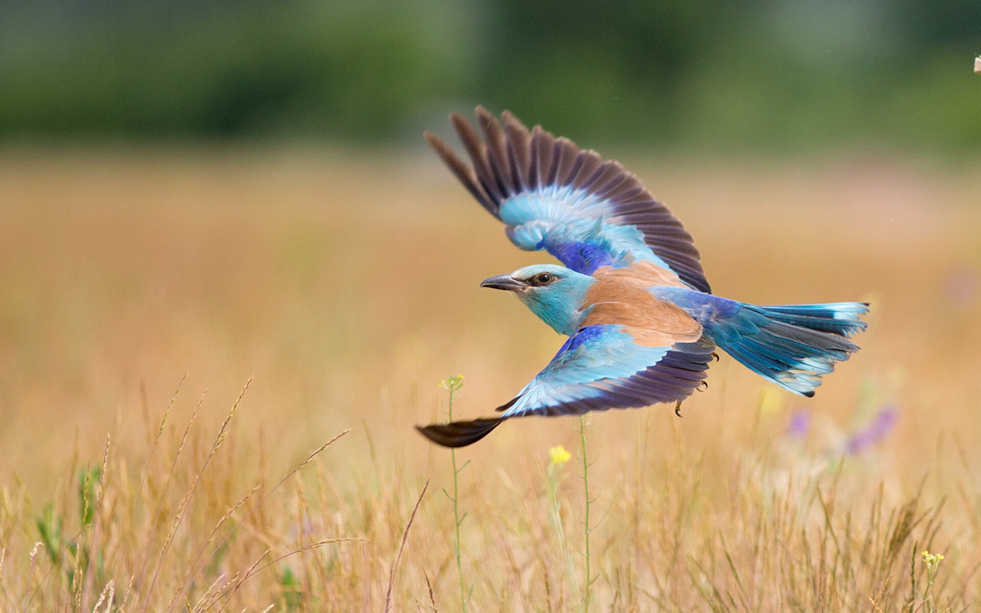美洲篮球联赛观众人数创新高，美洲篮球比赛
