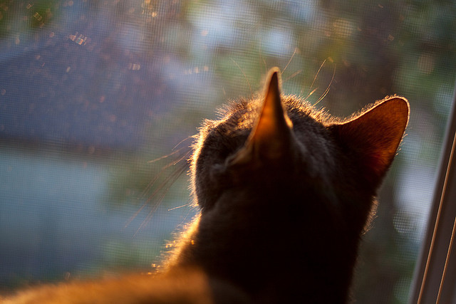 美洲队新赛季阵容公布，备战墨西哥甲级联赛，墨西哥美洲队队服