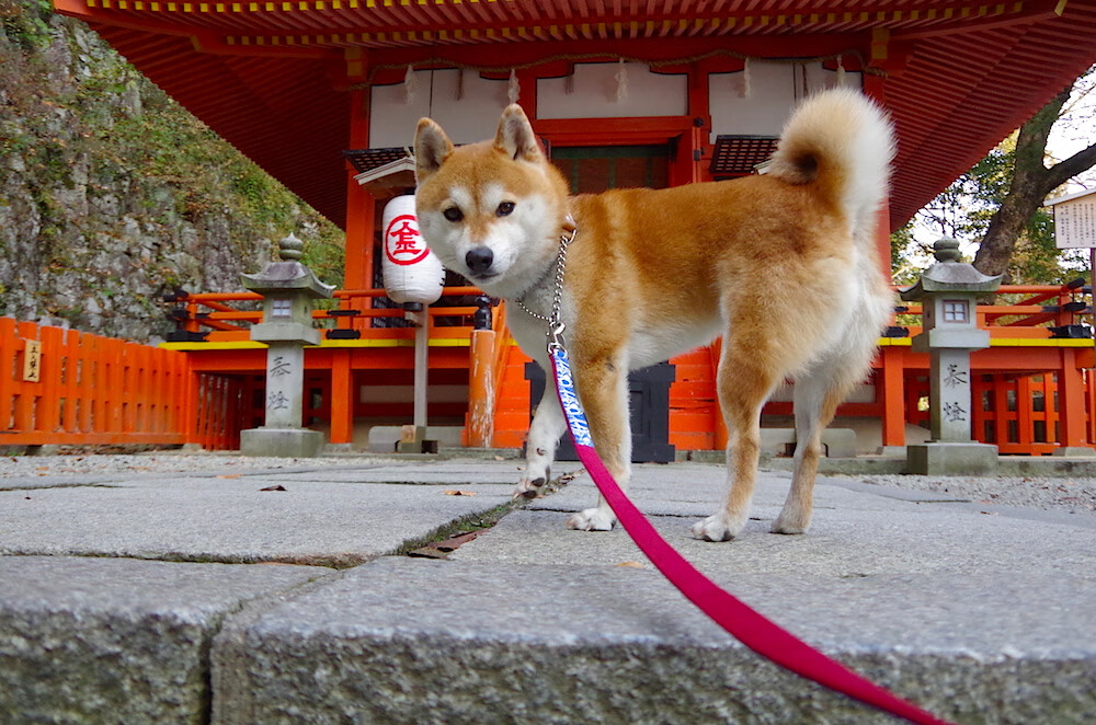 好莱坞与NBA合作新篇：明星联手推广篮球运动，关于nba与好莱坞的小说