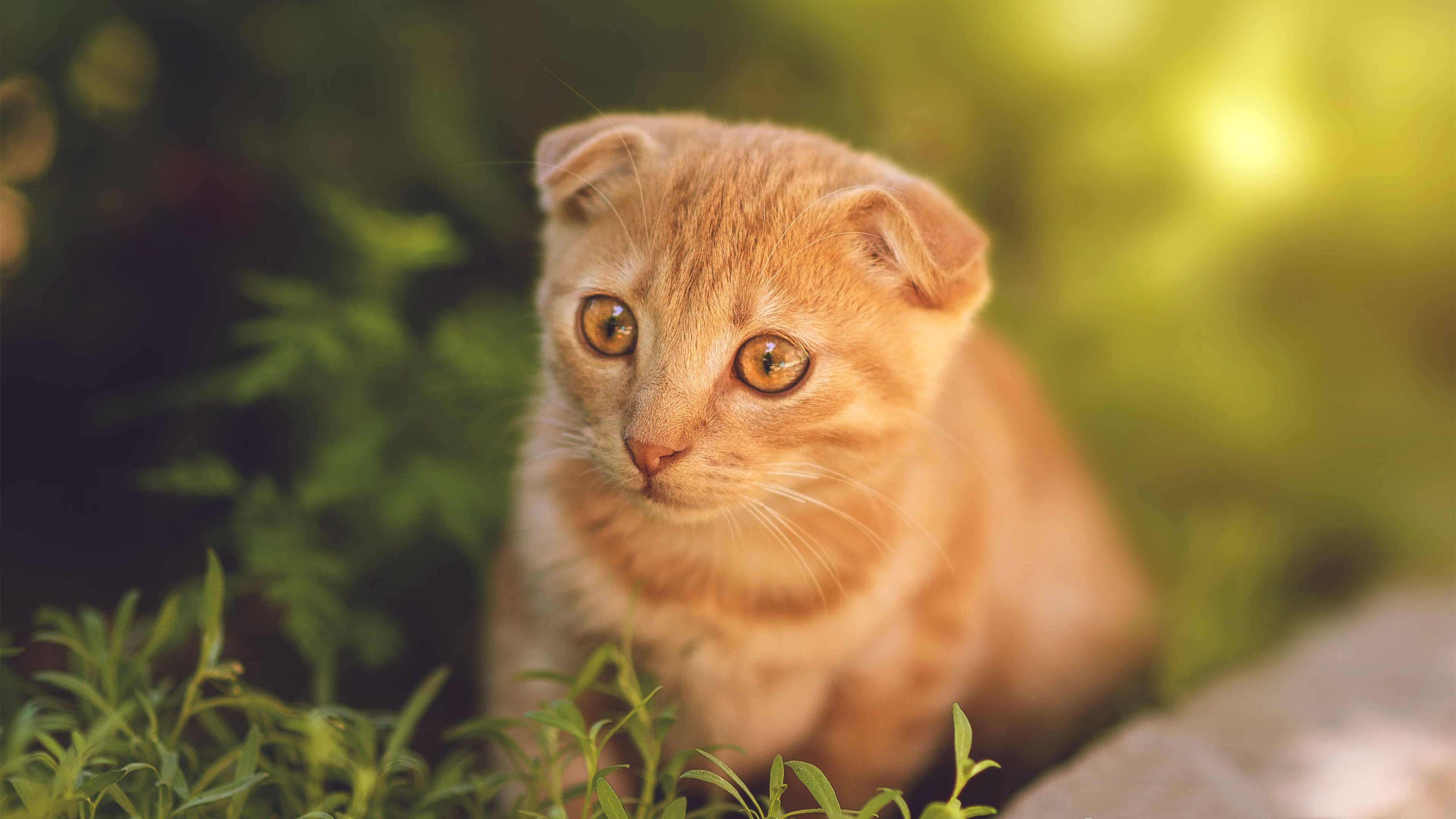 爱游戏体育app-葡萄牙队因队员伤愈原价里斯本篮球队，葡萄牙里斯本图片