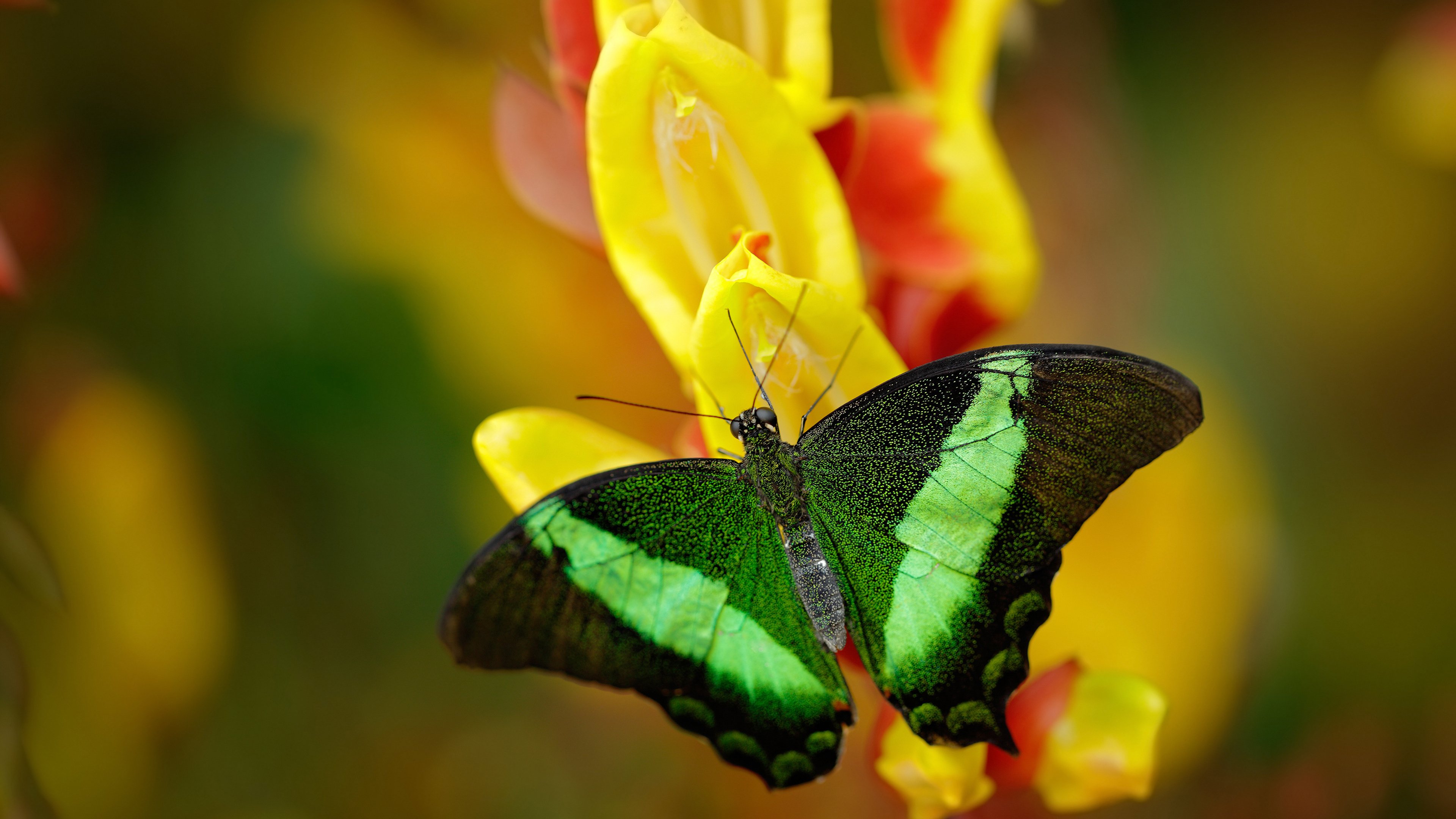 葡萄牙队在大赛中击败对手,晋级决赛阶段,葡萄牙 比赛
