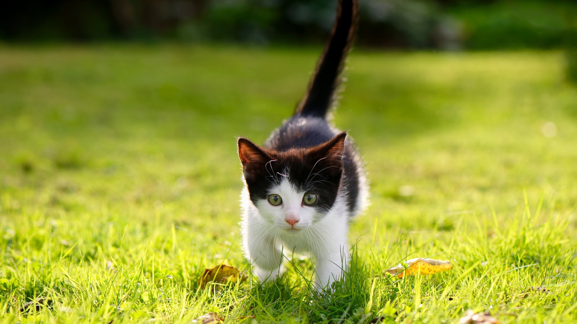 战术百科:不同流派战术的完整剖析,战术pkm