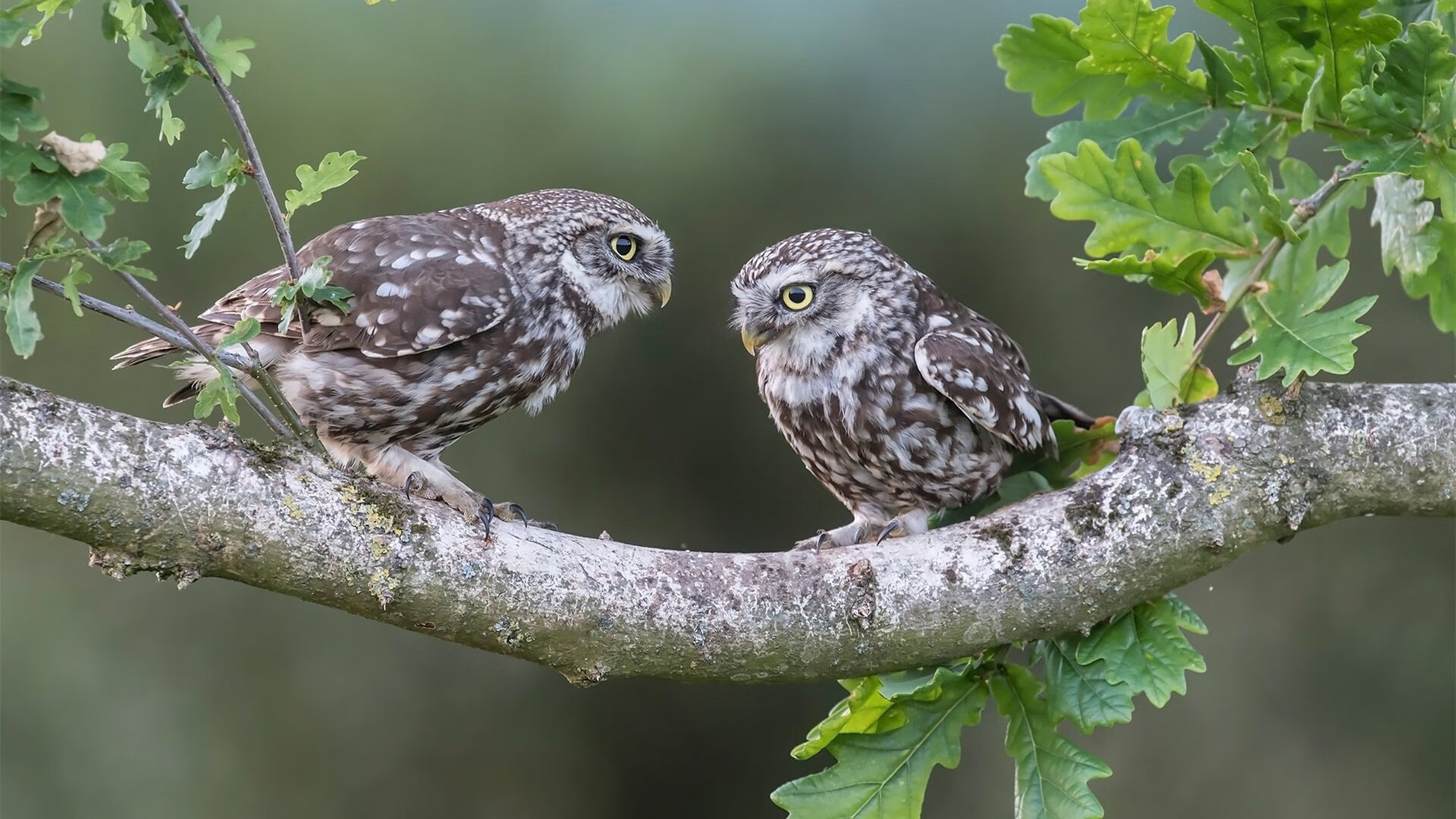 未来战略：联盟数字化、国际化、多元化三大发展路径，数字化转型战略的过程联动机制