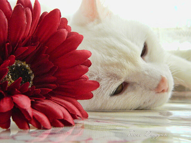 未来战场:联盟新赛制如何影响季后赛布局?,英雄联盟季后赛机制