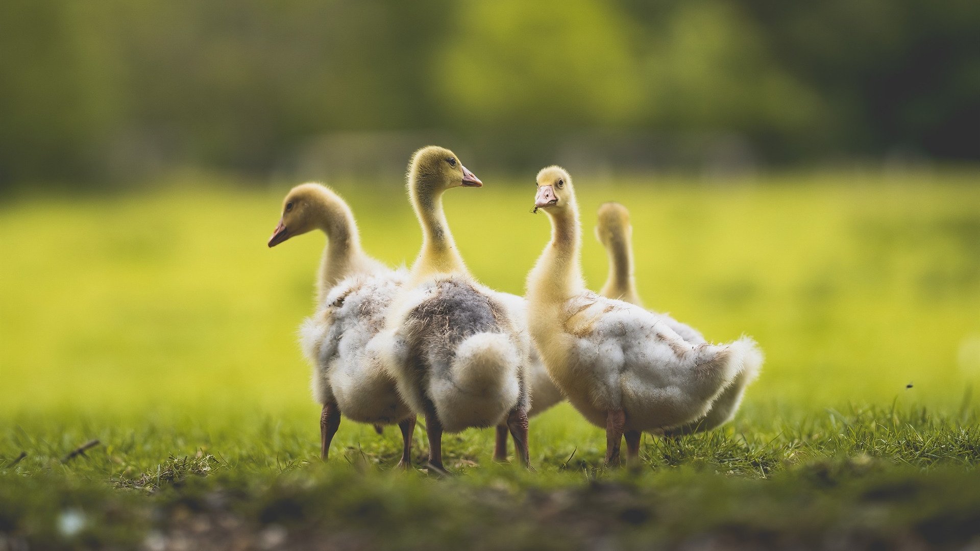 社会力量加入中国篮球发展，产业合作不断扩大，加入篮球社有什么好处