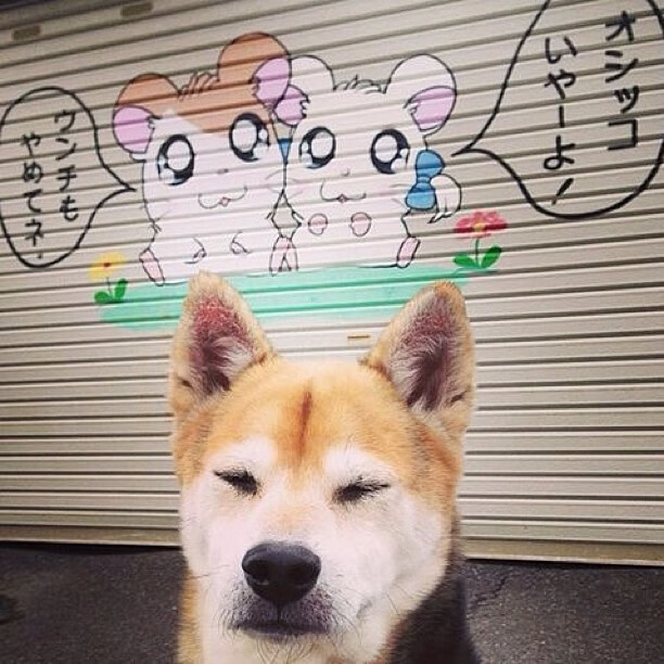 世界青年羽毛球锦标赛中国选手再获佳绩,世界青年羽毛球锦标赛2021