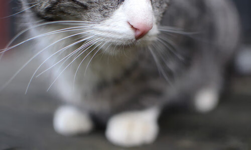 精彩瞬间:刘强封盖对手最后投篮,保住胜局!,刘强去向