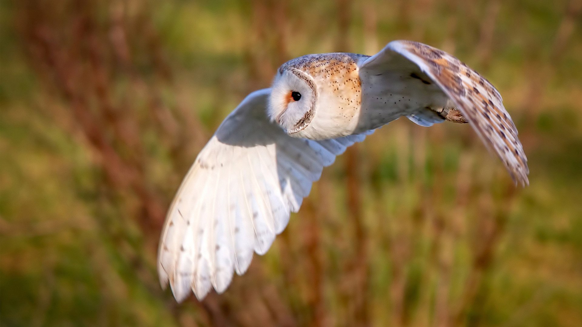 体育社团在高校育人体系中的功能拓展,学校体育类社团