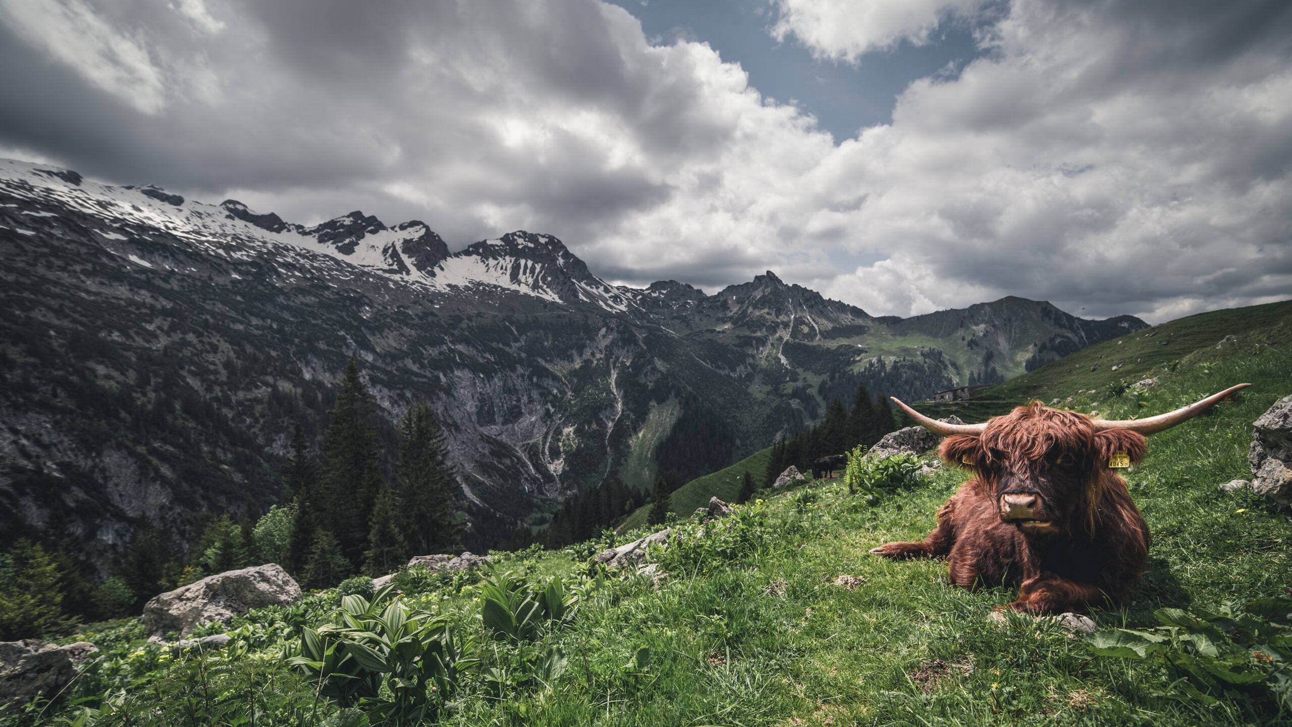 国足对抗中断频率与得分节奏对应分析，中断的足球比赛多久出结果