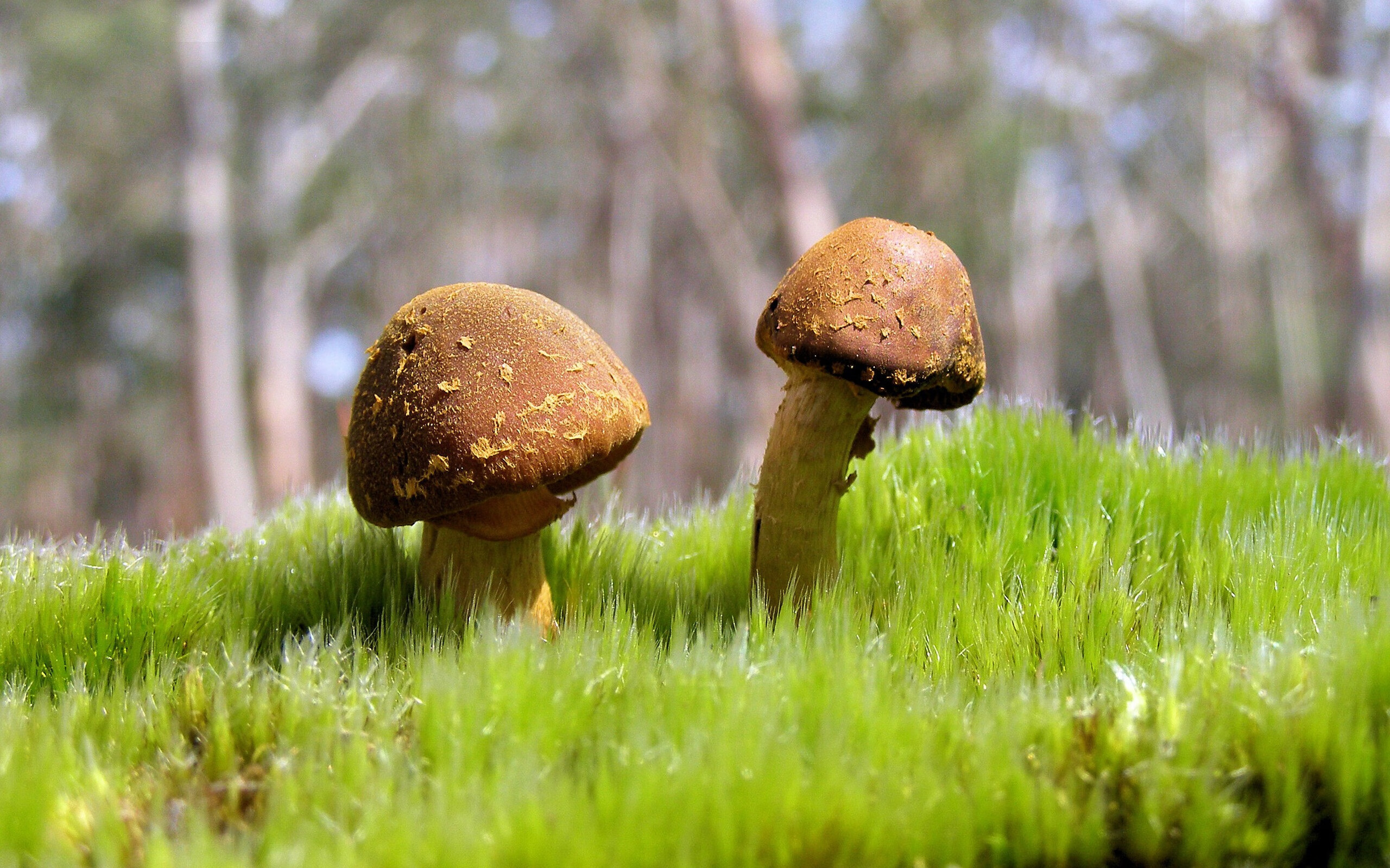 中超联赛山东泰山三连胜,2021中超山东泰山阵容