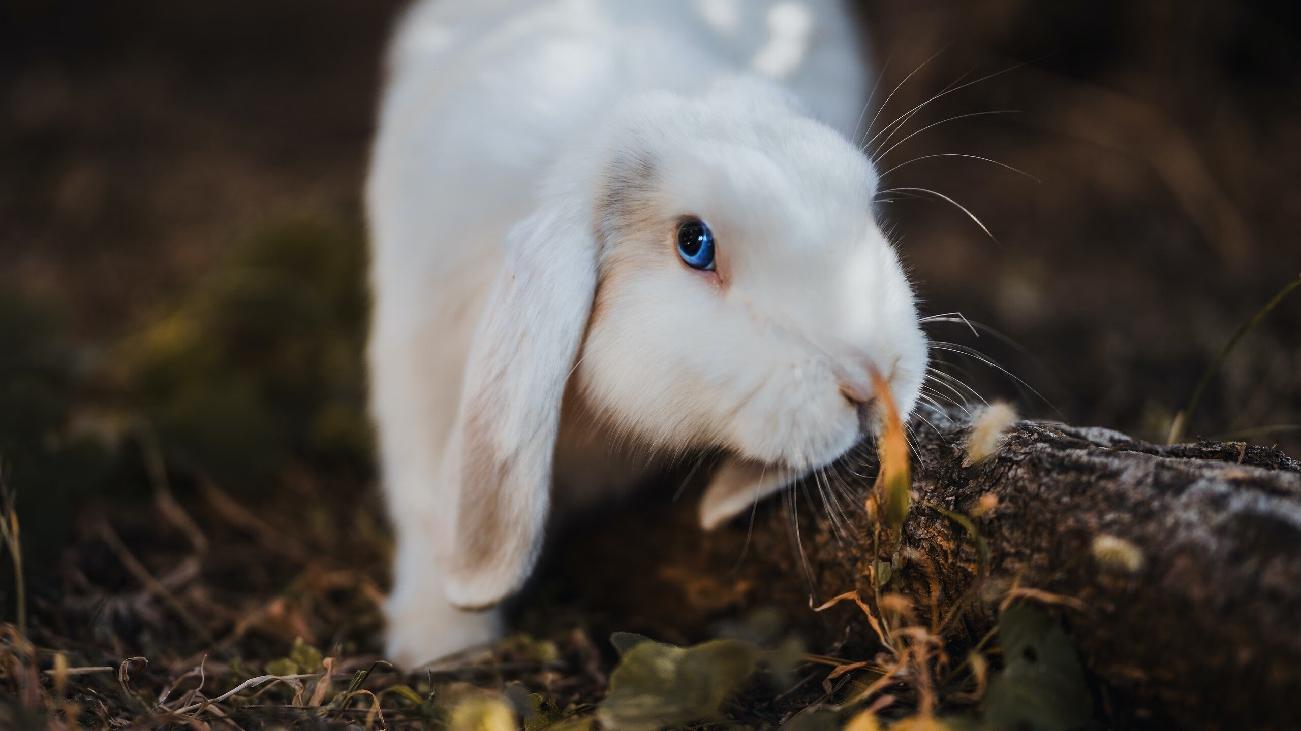 保利尼奥荣膺2023赛季巴甲最佳射手，保利尼奥在巴萨踢了多久
