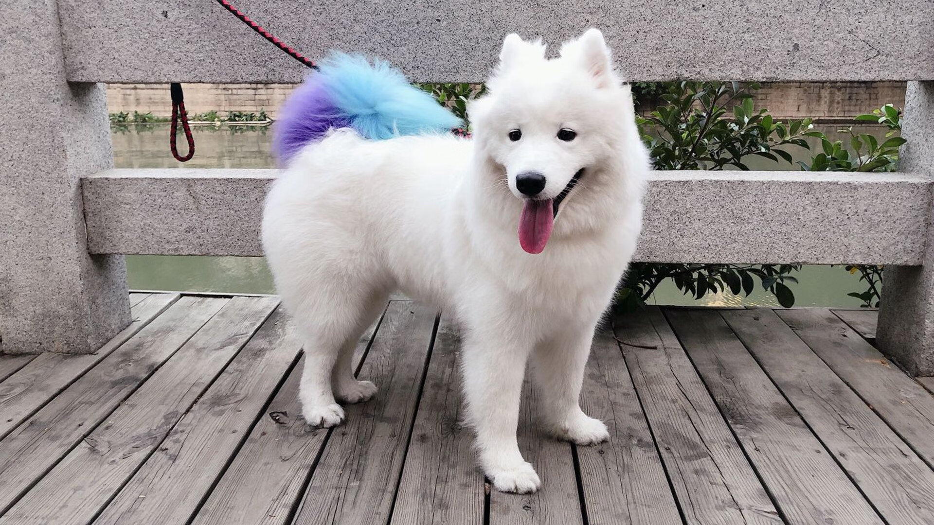 国家篮球联盟战略发展规划，国家篮球协会是什么时候成立的_