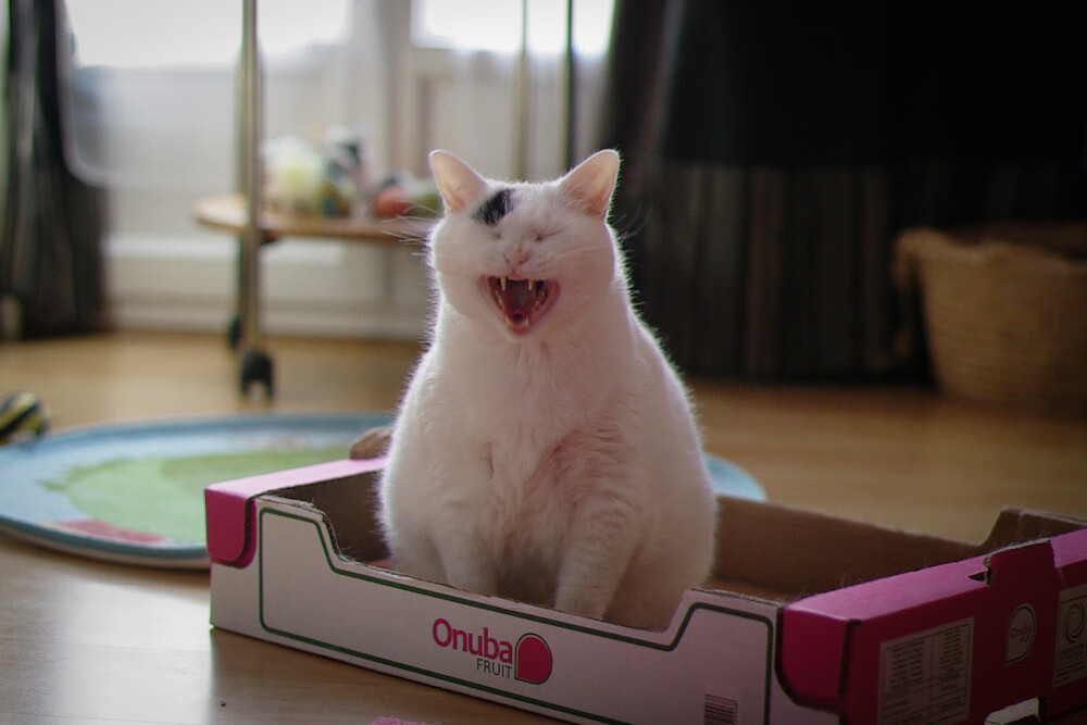 塞尔维亚意外输球 创欧预赛糟糕开局,塞尔维亚进欧洲杯了吗