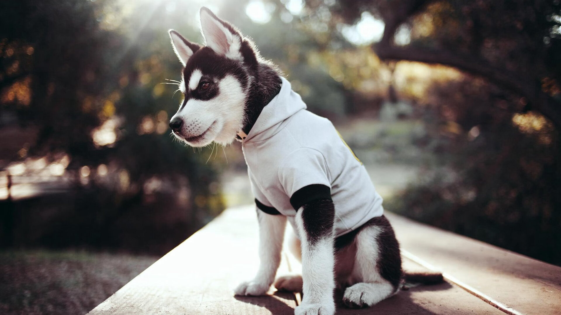 爱游戏在线登录入口-山东泰山球员转会动态，山东泰山球员转会西甲