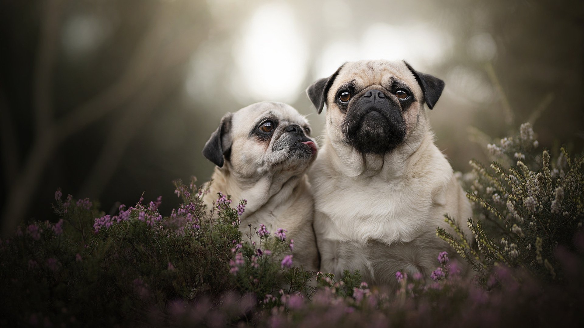 爱游戏-巴西2-0领先乌拉圭，世界杯预选赛取得关键胜利，巴西2-0领先乌拉圭,世界杯预选赛取得关键胜利了吗