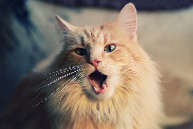 布莱顿主场战平伯恩茅斯，实力对等难分胜负，布莱顿对伯恩利分析