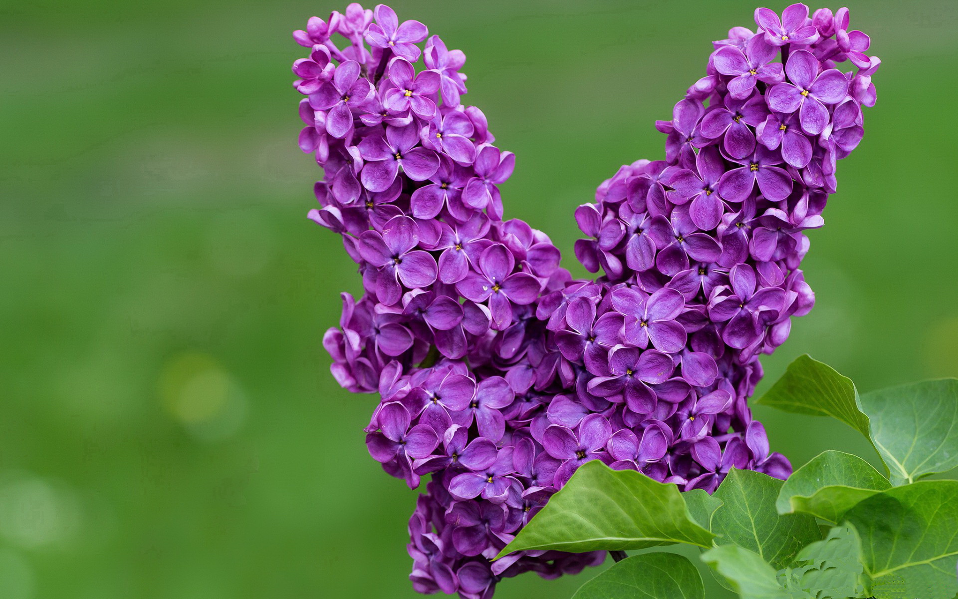 意大利男子篮球队在小组赛中表现出色，意大利男子篮球国家队