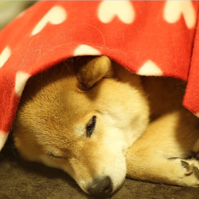 极限攀岩国家队选拔赛名单正式公布，攀岩极限挑战电影