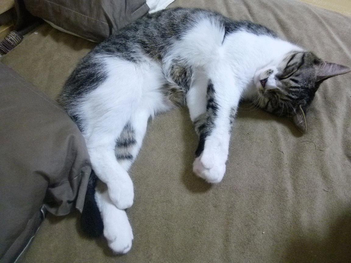 爱游戏app-混合接力赛场 美国队展现冠军风范，美国4×400米混合接力