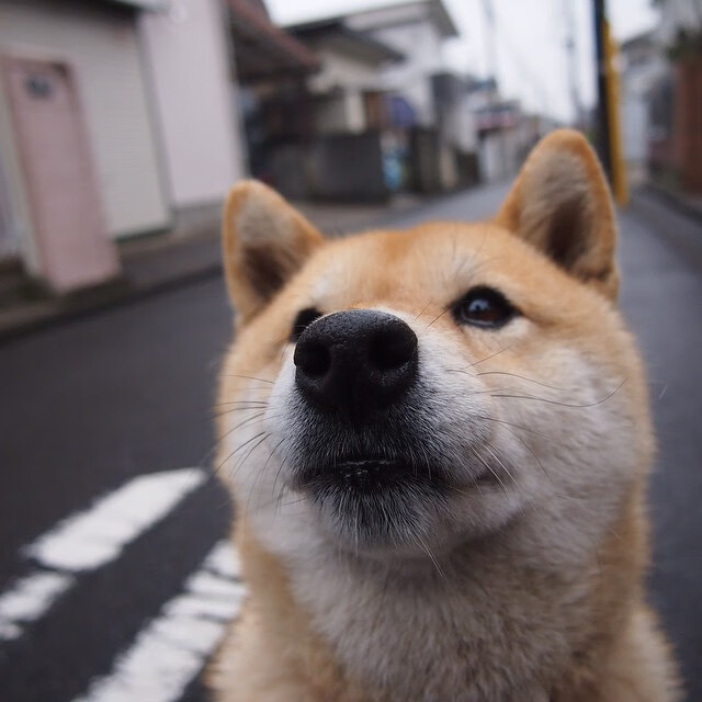 爱游戏电竞官网-维尔·冯·威克：依靠体能和力量优势，成功打破对方防线，温·维尔冯
