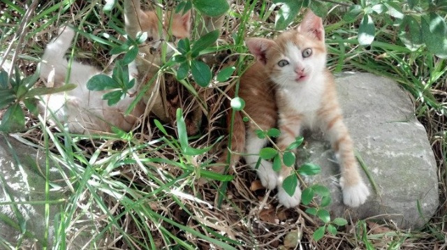 英超经典逆转:场面火爆,战术高超,英超大逆转