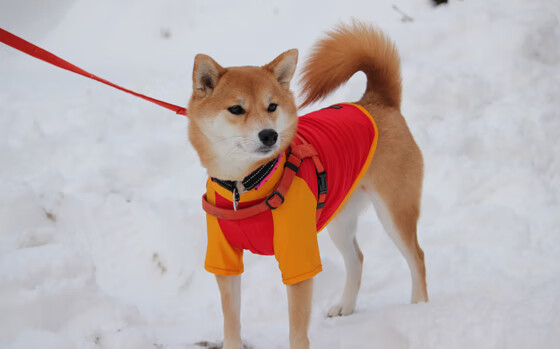 爱游戏app-DOTA2中国战队迎来年轻血液打法更加灵活，dota2新血液