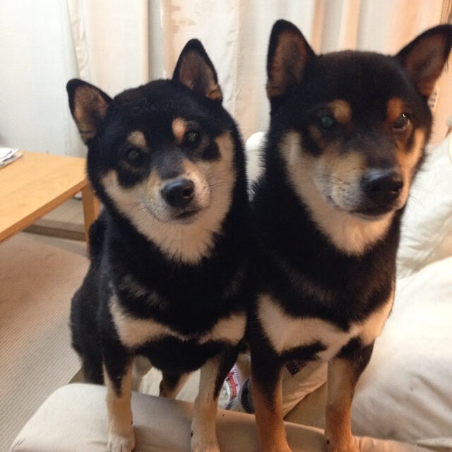 国际乒联混合团体世界杯赛制分析:德国队如何布局夺冠,国际乒联世界巡回赛德国公开赛